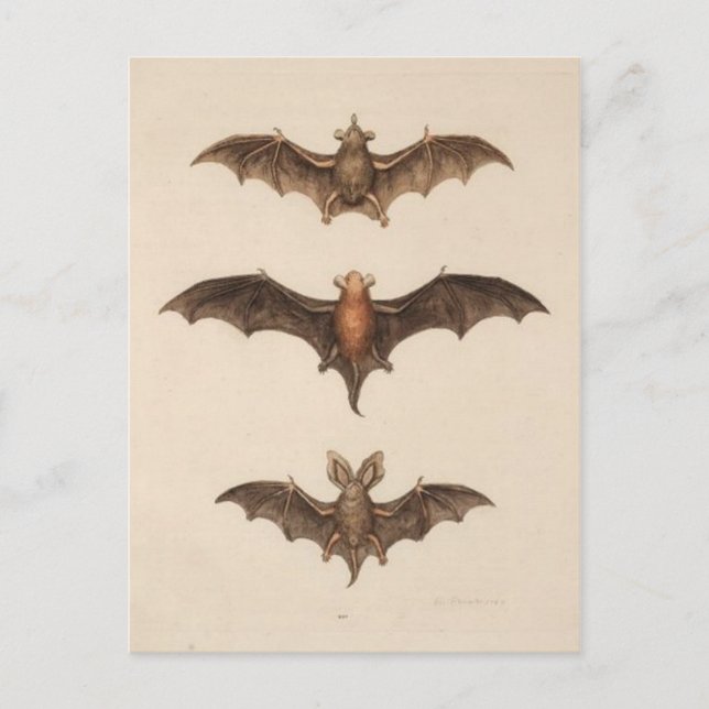 Postal de Ilustracion de época (Anverso)