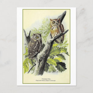 Postal de Ilustracion de lechuza de época