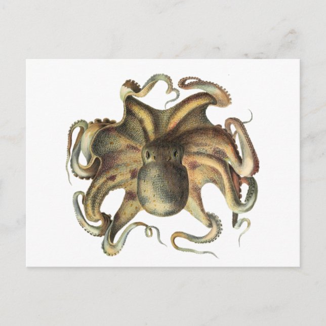 Postal de Ilustracion de pulpo calamar animal (Anverso)