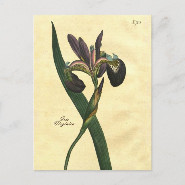 Postal de Ilustracion Iris Botánico Vintage (Anverso)