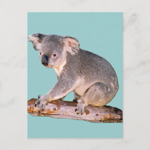Postal de imagen de Koala