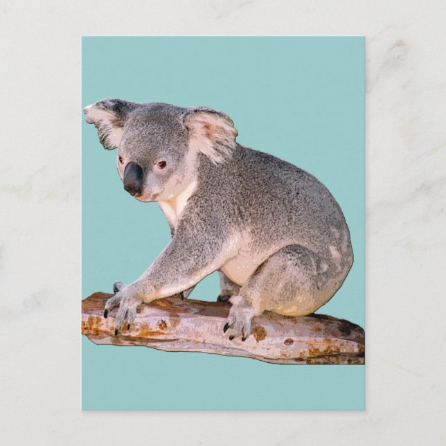 Postal de imagen de Koala (Anverso)