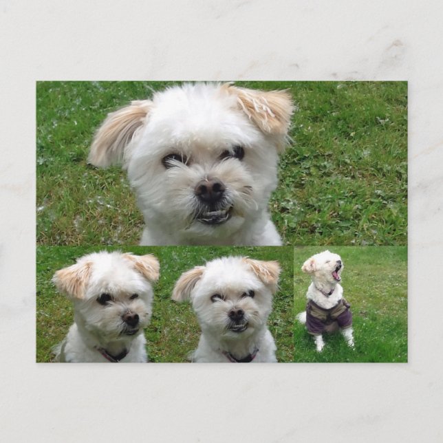 Postal de imagen de perro 3 cutáneo (Anverso)