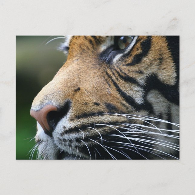 Postal de imagen de tigre (Anverso)