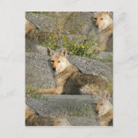 Postal de imágenes de Coyote