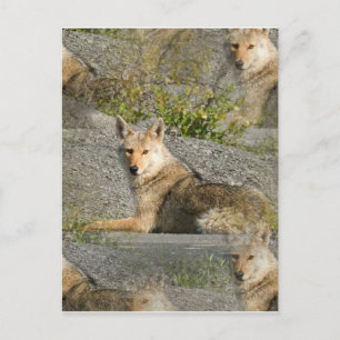 Postal de imágenes de Coyote