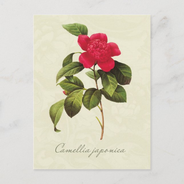 Postal de impresión botánica de Camellia Roja Redo (Anverso)