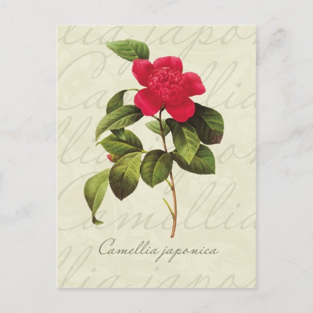 Postal de impresión botánica de Camellia Roja Redo (Anverso)