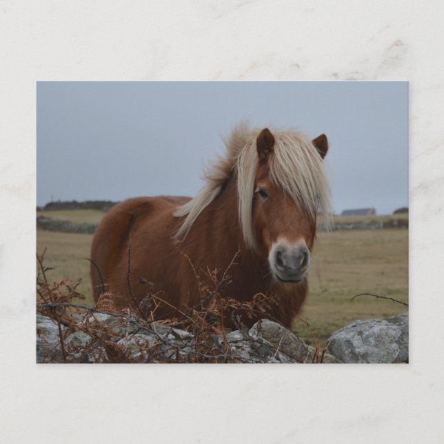 Postal de impresión de arte de caballo (Anverso)