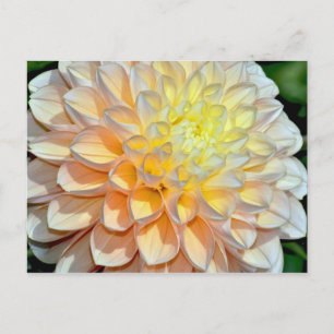 Postal de impresión de dahlia rosa y amarilla
