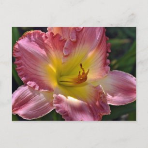 Postal de impresión de lirio rosa y amarillo
