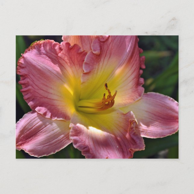 Postal de impresión de lirio rosa y amarillo (Anverso)