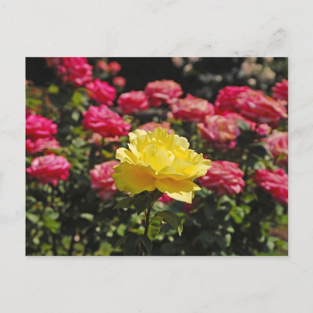 Postal de impresión de rosa amarillo (Anverso)