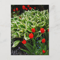 Postal de impresión de tulipanes rojos y plantas d