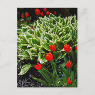 Postal de impresión de tulipanes rojos y plantas d
