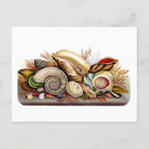 Postal de impresión de vintage Seashell