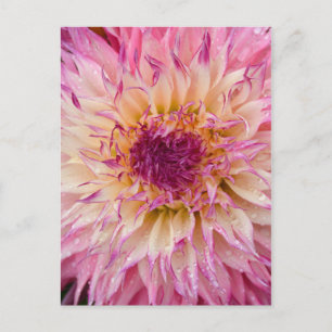 Postal de impresión floral dahlia rosa simple