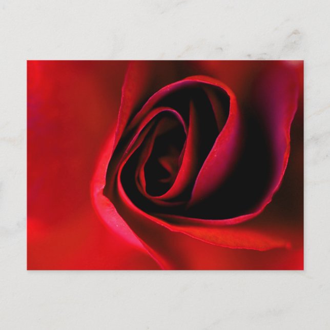 Postal de impresión rosa roja (Anverso)