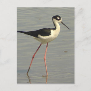 Postal de inclinación de cuello negro
