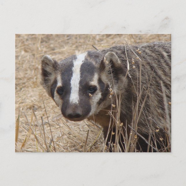 Postal de inicio de Badger (Anverso)