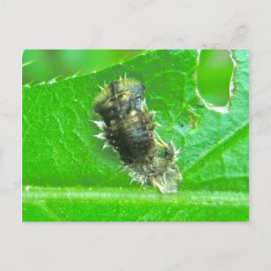 Postal de insectos de Tortoise Beetle Larva
