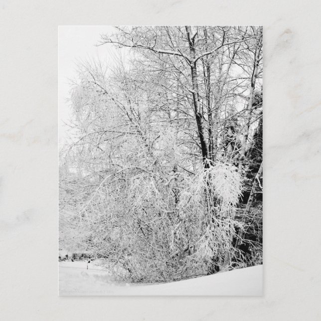 Postal de invierno blanco (Anverso)