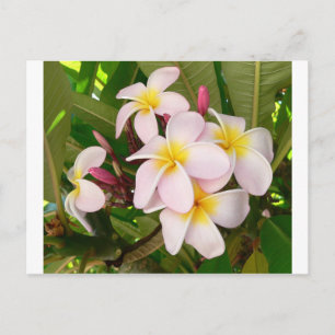 Postal De Invitación Aloha Hawaii Frangipani florece ducha de novias