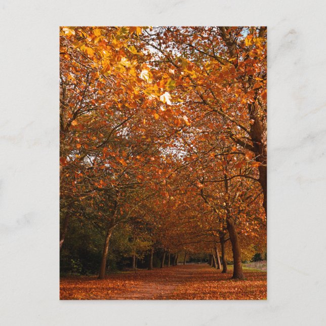 Postal De Invitación Árboles hermosos de otoño (Anverso)