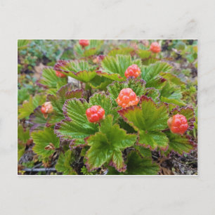 Postal De Invitación bayas de salmón de alaska