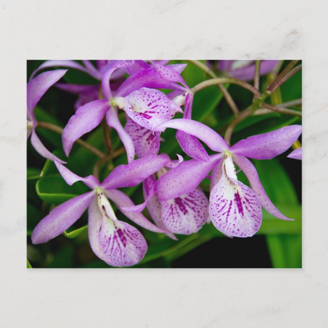 Postal De Invitación BC Maikai 'Louise' Orchids (Anverso)