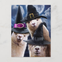 Brujas de Alpaca