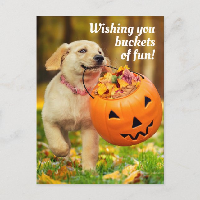 Postal De Invitación Cachorro con cubeta de calabaza (Anverso)