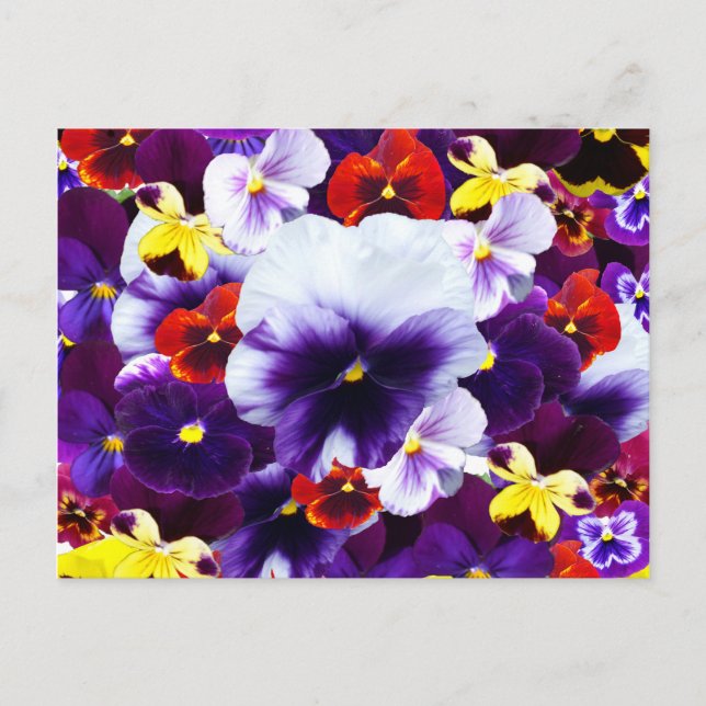 Postal De Invitación Celebración de Pansy, (Anverso)