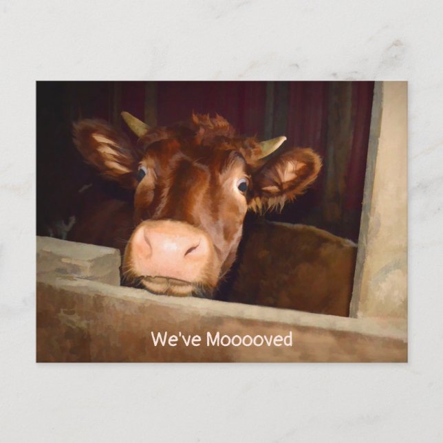 Postal De Invitación Cow Country Rustic Barn Funny Farm Moving Card (Anverso)