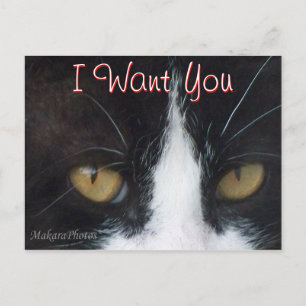 Postal de invitación de gato -personalizar en cual