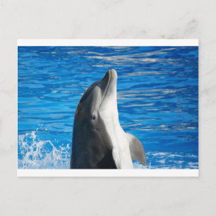 Postal De Invitación Delfín Lindo Playa Paz Amor Fiesta Destino