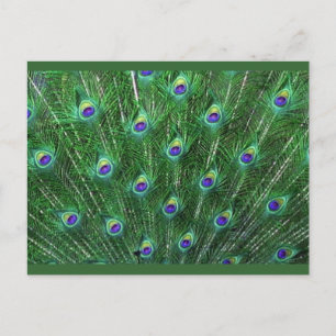 Postal De Invitación Feathers Green Peacock RSVP
