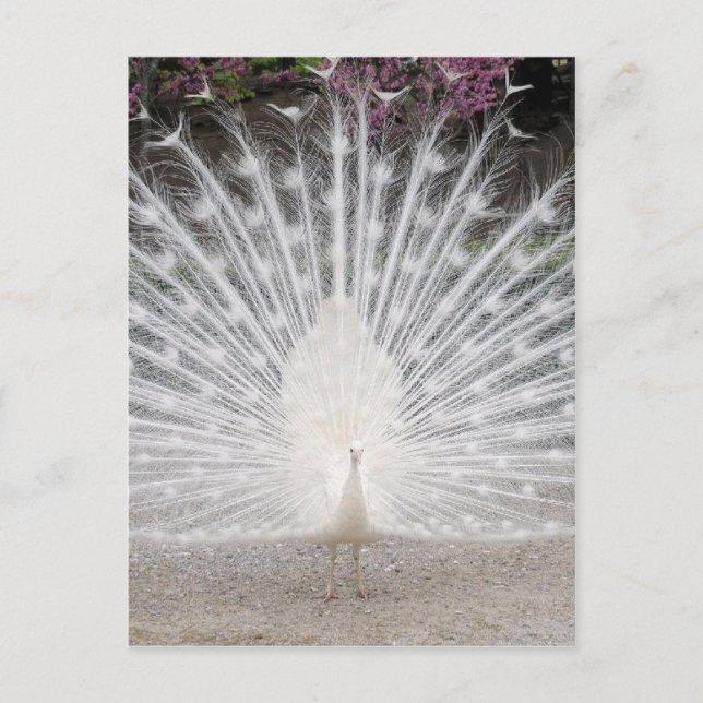 Postal De Invitación Fiesta de baile de pavo real blanco y bonito (Anverso)