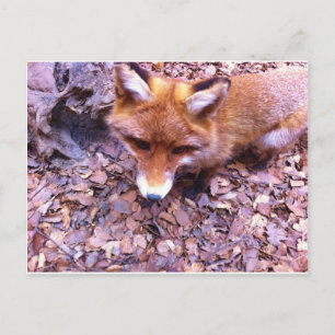 Postal De Invitación Fiesta de la Oficina Forestal de Fox Animal