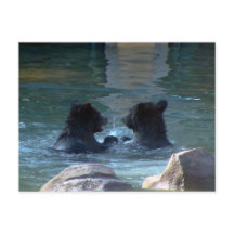 Fiesta De Natación De Oso Grizzly