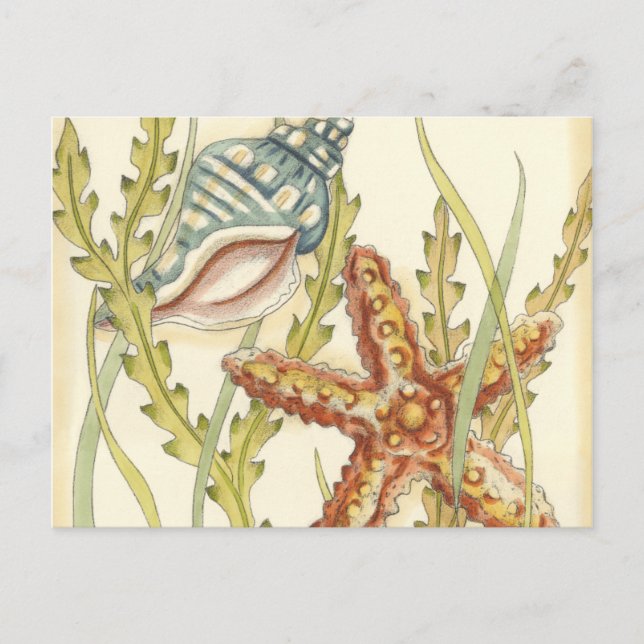 Postal De Invitación Fiesta de shell multicolor (Anverso)