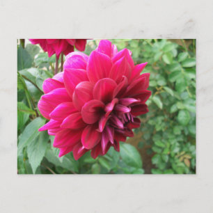 Postal De Invitación flor de dalia roja, brote, foto, verde, cicromena