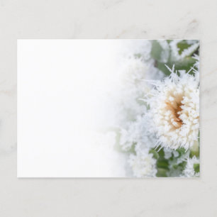 Postal De Invitación Flor de margarita congelada en invierno nieve y hi