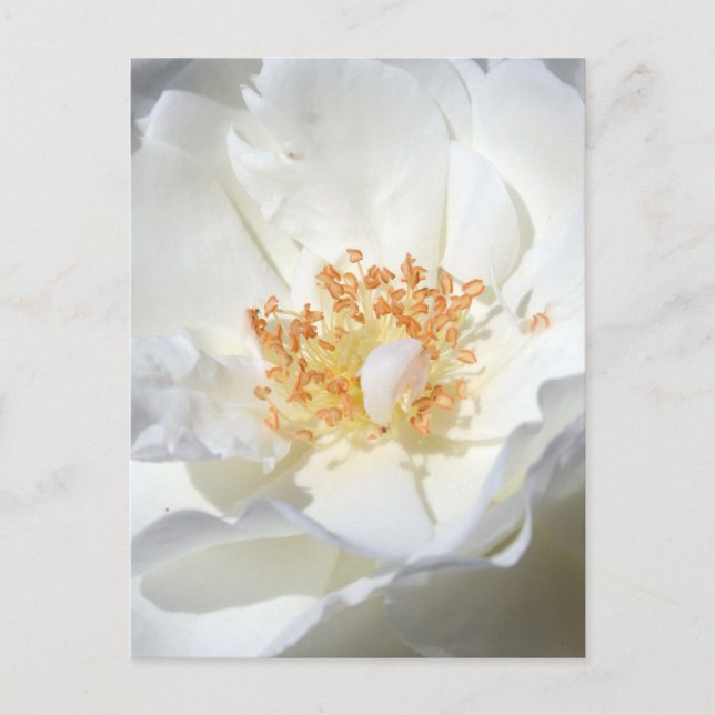 Postal De Invitación Fotografía Floral de rosa blanca salvaje Ducha de  (Anverso)