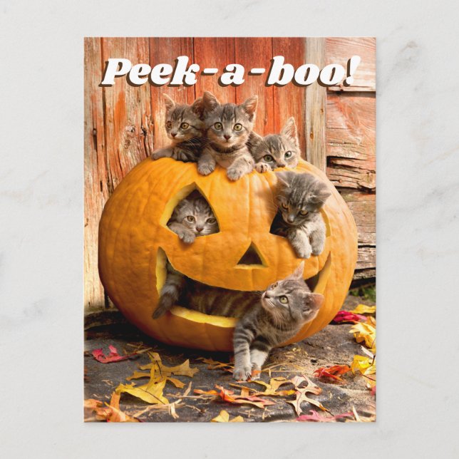 Postal De Invitación Gatitos en Jack-o-Lantern (Anverso)