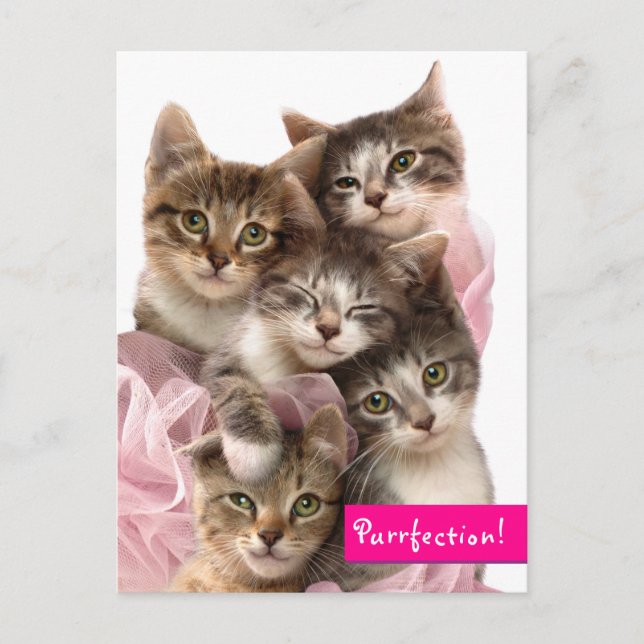 Postal De Invitación Gatitos en Tutus (Anverso)