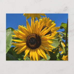 Postal De Invitación Girasol