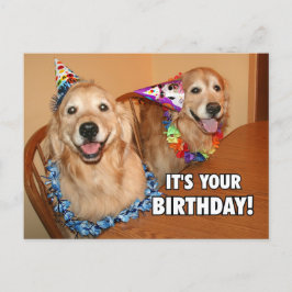 Postal De Invitación Golden Retriever Let's Fiesta Birthday