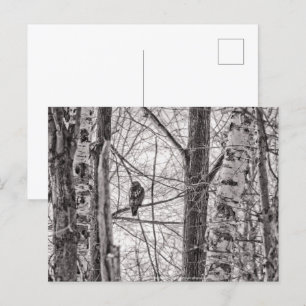 Postal De Invitación Halcón de cola roja P8443