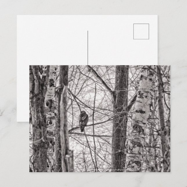 Postal De Invitación Halcón de cola roja P8443 (Anverso / Reverso)